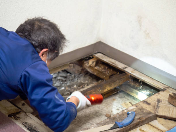 Best Attic Mold Removal  in Toledo, OR