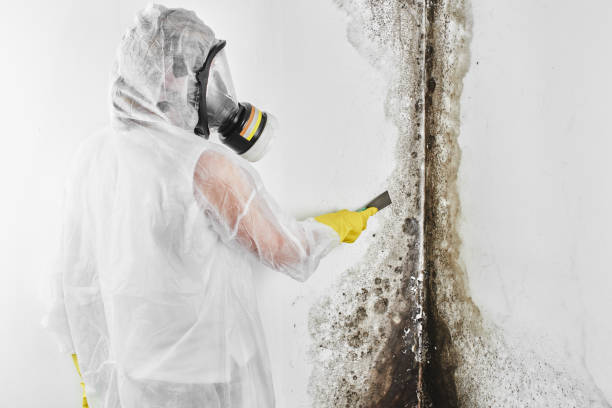 Best Mold Testing  in Toledo, OR