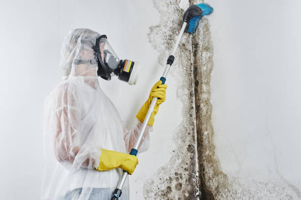 Best Certified Mold Removal  in Toledo, OR
