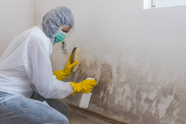 Crawl Space Mold Removal in Toledo, OR