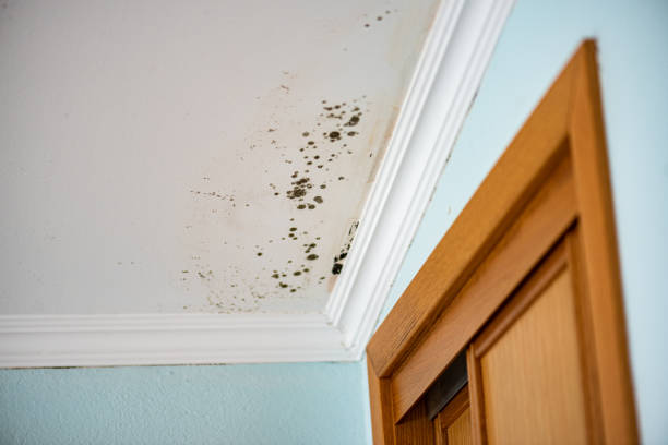 Best Emergency Mold Removal  in Toledo, OR