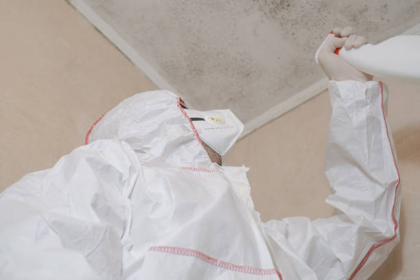 Best Black Mold Removal  in Toledo, OR
