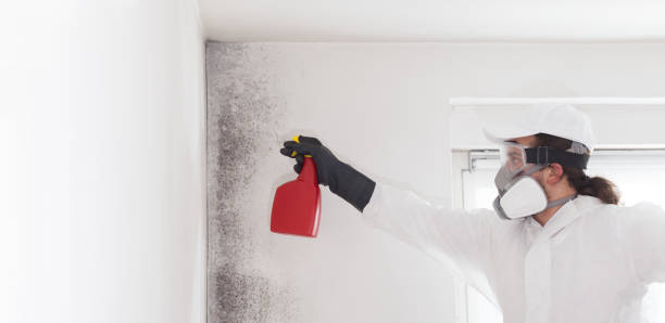 Best Best Mold Removal Companies  in Toledo, OR