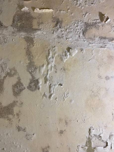 Best Fast Mold Removal  in Toledo, OR