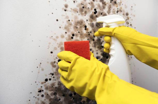 Best Office Mold Removal Services  in Toledo, OR
