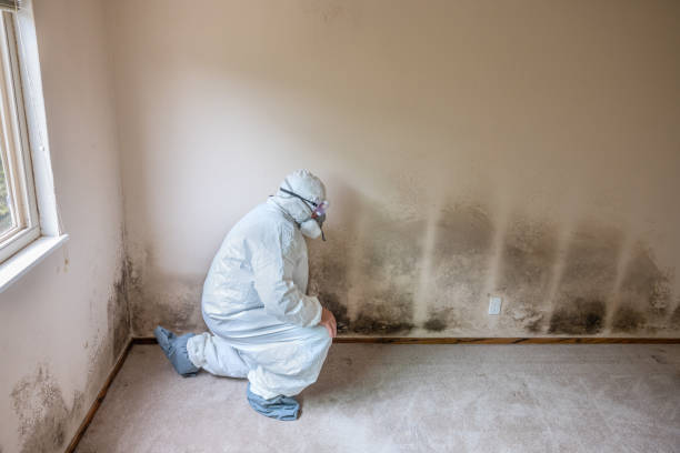 Mold Removal Process in Toledo, OR