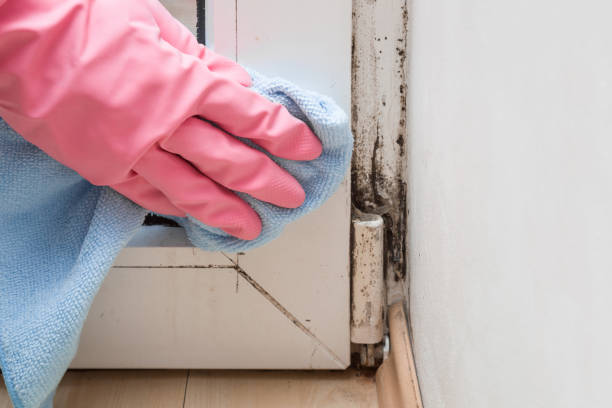 Best Crawl Space Mold Removal  in Toledo, OR