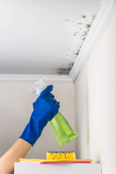 Professional Mold Removal in Toledo, OR