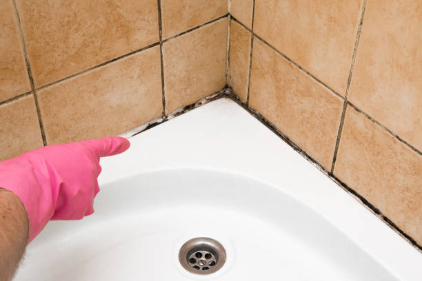 Best Home Mold Removal  in Toledo, OR
