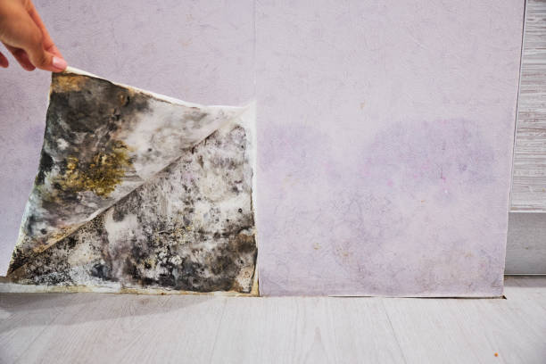 Best Mold Remediation  in Toledo, OR